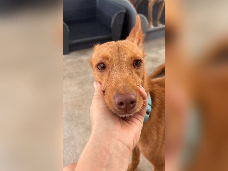 Nemo (Spanien) - zauberhafter kleiner Bub sucht seine Menschen