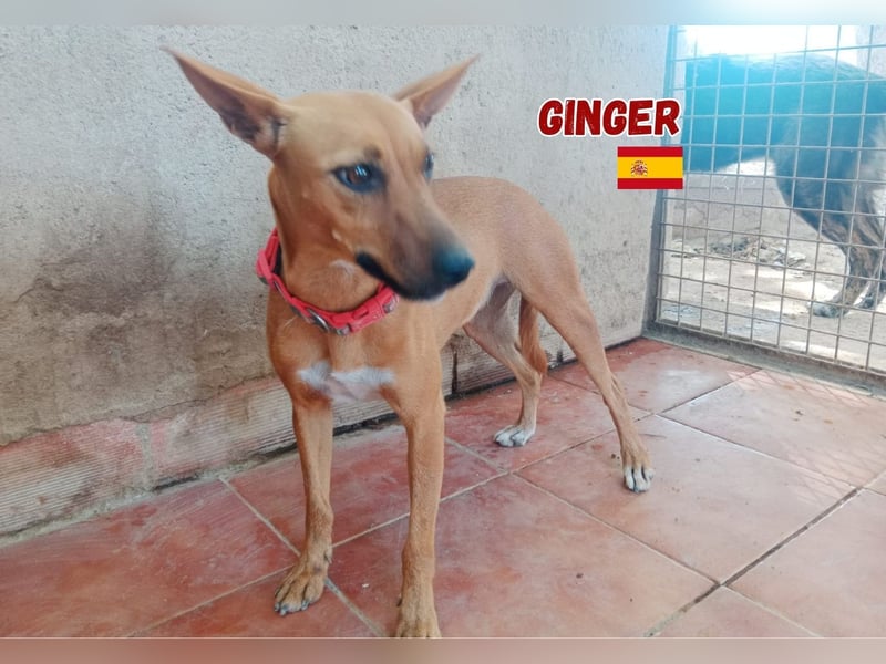 Ginger,06/24,schüchternes Podencomädel sucht ihre Familie