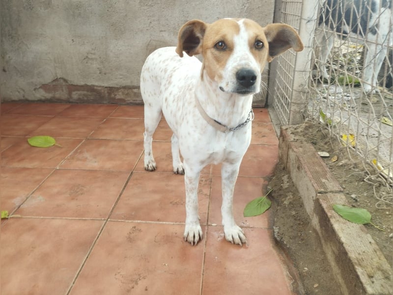 Sara 2 - zutraulich und liebenswert