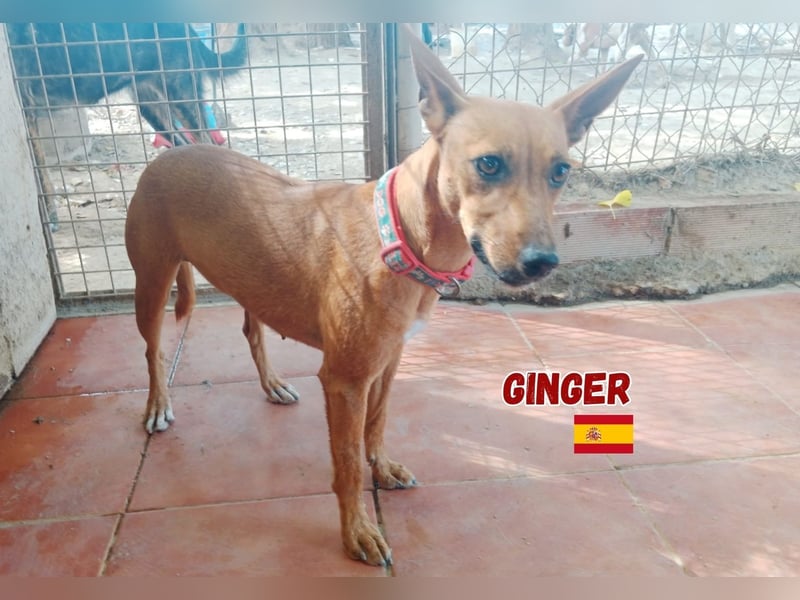 Ginger,06/24,schüchternes Podencomädel sucht ihre Familie