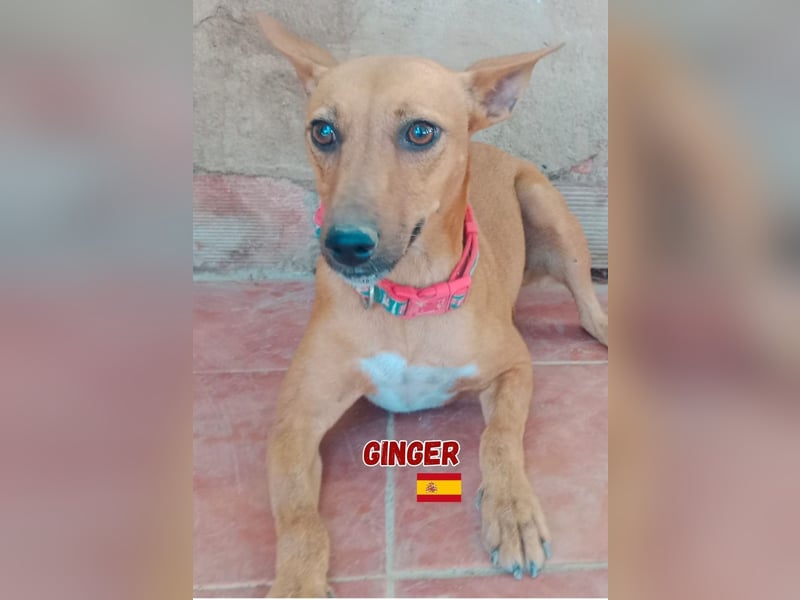 Ginger,06/24,schüchternes Podencomädel sucht ihre Familie
