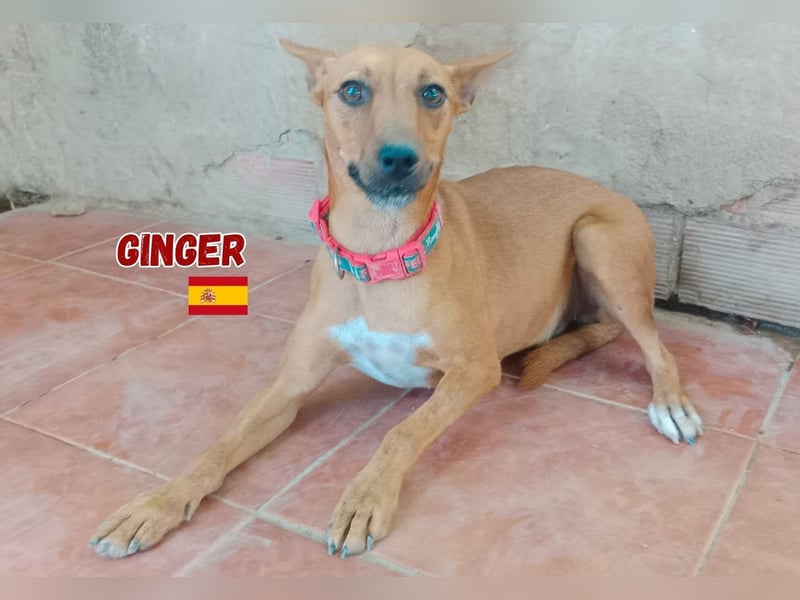 Ginger,06/24,schüchternes Podencomädel sucht ihre Familie