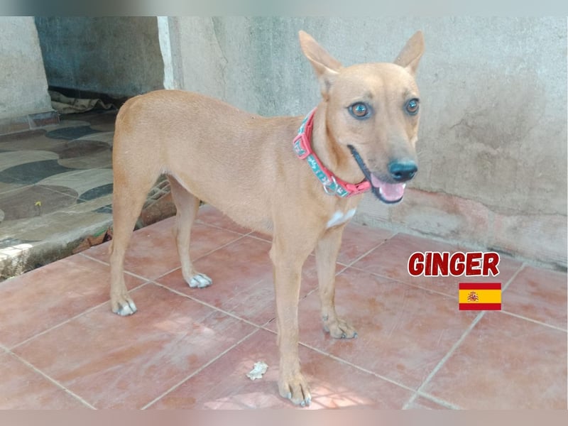 Ginger,06/24,schüchternes Podencomädel sucht ihre Familie