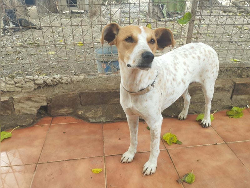 Sara 2 - zutraulich und liebenswert