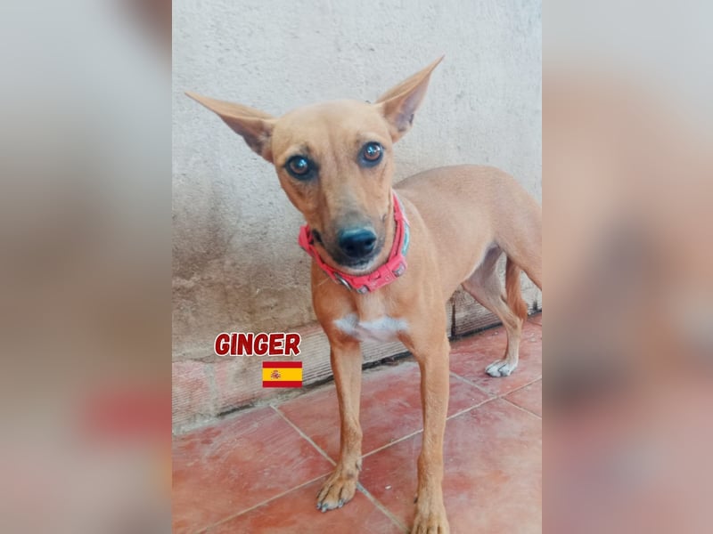 Ginger,06/24,schüchternes Podencomädel sucht ihre Familie