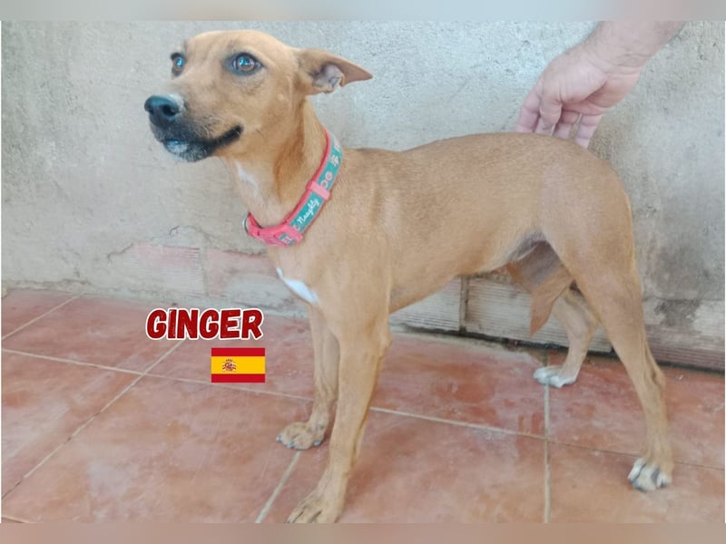 Ginger,06/24,schüchternes Podencomädel sucht ihre Familie