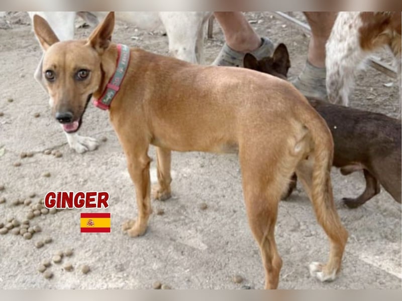 Ginger,06/24,schüchternes Podencomädel sucht ihre Familie