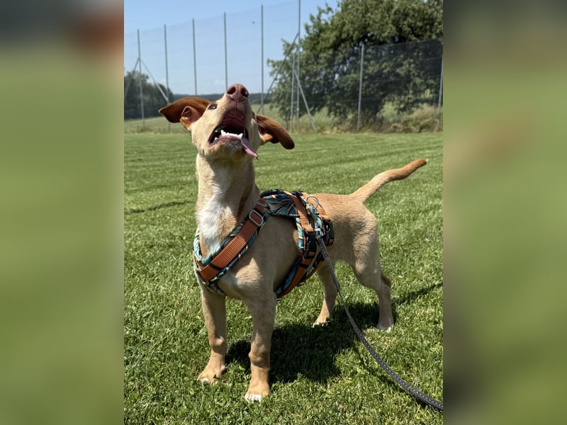 Puma - kleiner Podenco Maneto Mix mit Raketenbeinchen und Ideen im Kopf