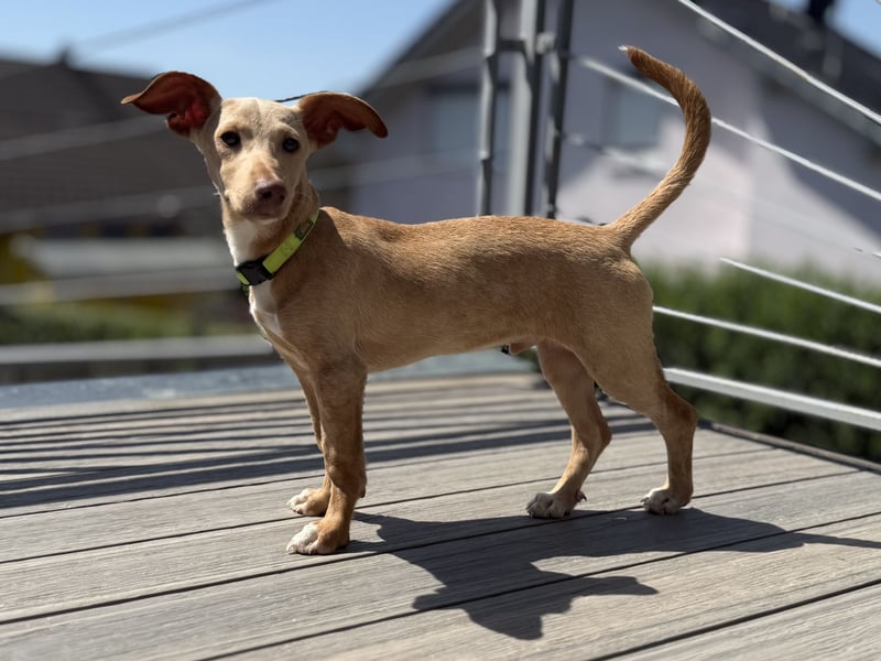 Puma - kleiner Podenco Maneto Mix mit Raketenbeinchen und Ideen im Kopf