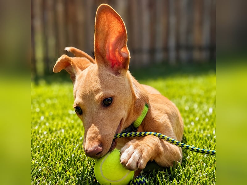 Puma - kleiner Podenco Maneto Mix mit Raketenbeinchen und Ideen im Kopf
