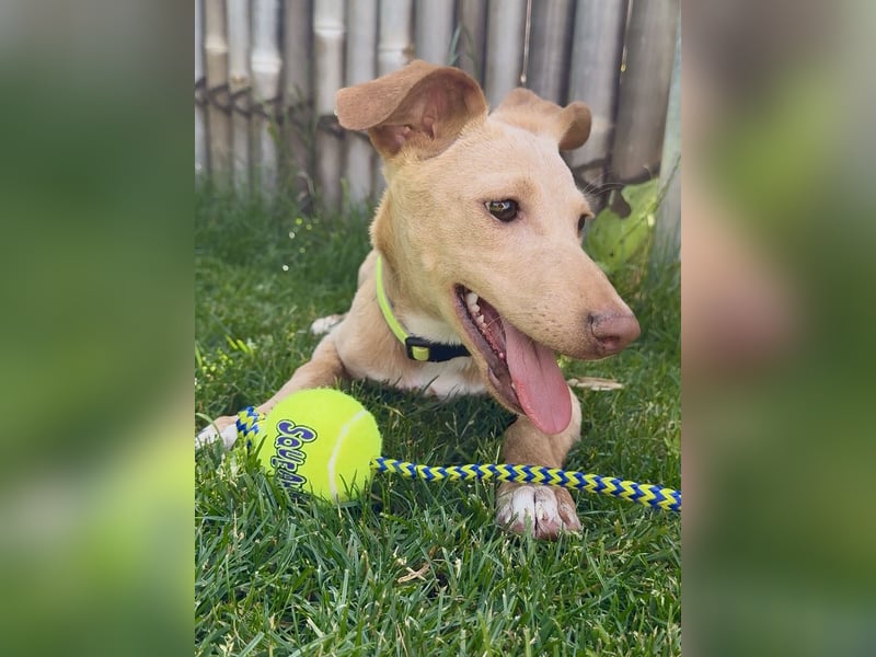 Puma - kleiner Podenco Maneto Mix mit Raketenbeinchen und Ideen im Kopf