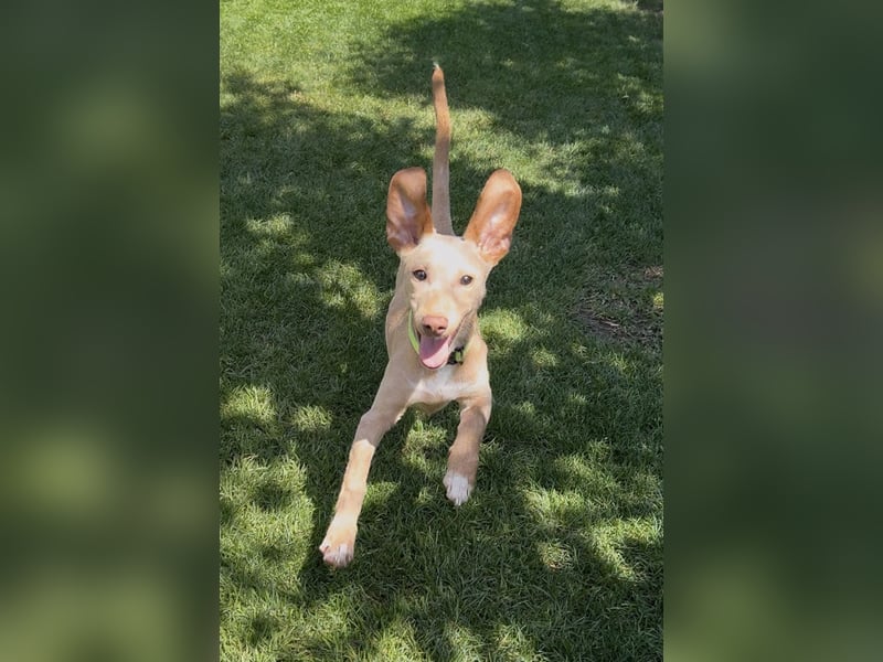 Puma - kleiner Podenco Maneto Mix mit Raketenbeinchen und Ideen im Kopf