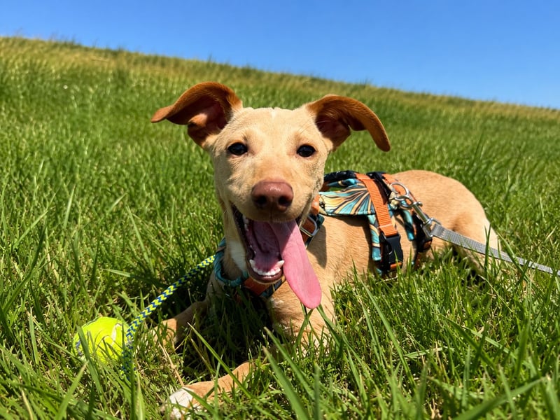 Puma - kleiner Podenco Maneto Mix mit Raketenbeinchen und Ideen im Kopf