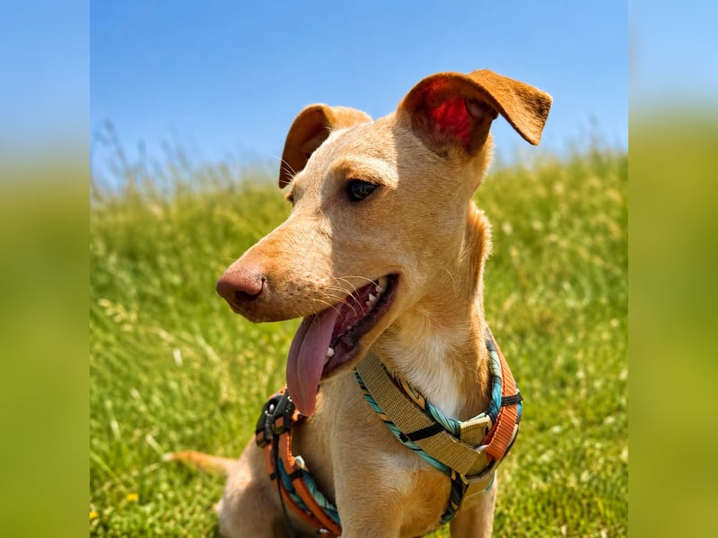 Puma - kleiner Podenco Maneto Mix mit Raketenbeinchen und Ideen im Kopf