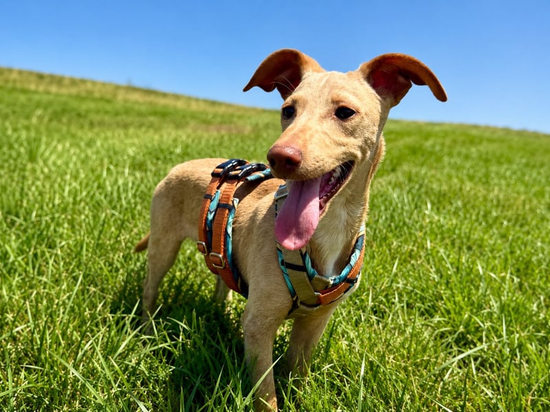 Puma - kleiner Podenco Maneto Mix mit Raketenbeinchen und Ideen im Kopf