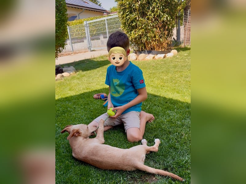 Puma - kleiner Podenco Maneto Mix mit Raketenbeinchen und Ideen im Kopf