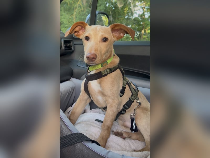 Puma - kleiner Podenco Maneto Mix mit Raketenbeinchen und Ideen im Kopf