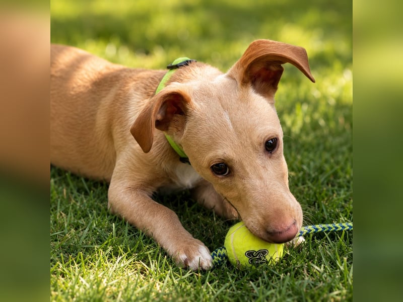 Puma - kleiner Podenco Maneto Mix mit Raketenbeinchen und Ideen im Kopf