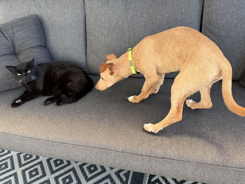 Puma - kleiner Podenco Maneto Mix mit Raketenbeinchen und Ideen im Kopf