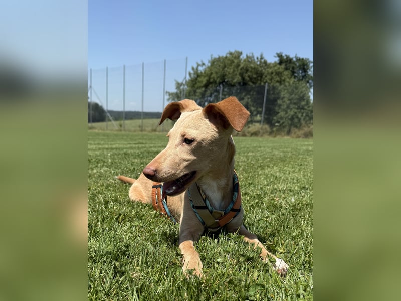 Puma - kleiner Podenco Maneto Mix mit Raketenbeinchen und Ideen im Kopf