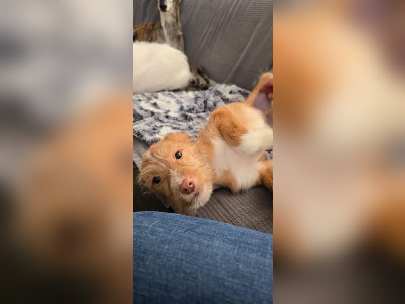 Carlos, ein kleiner Sonnenschein sucht seine Familie