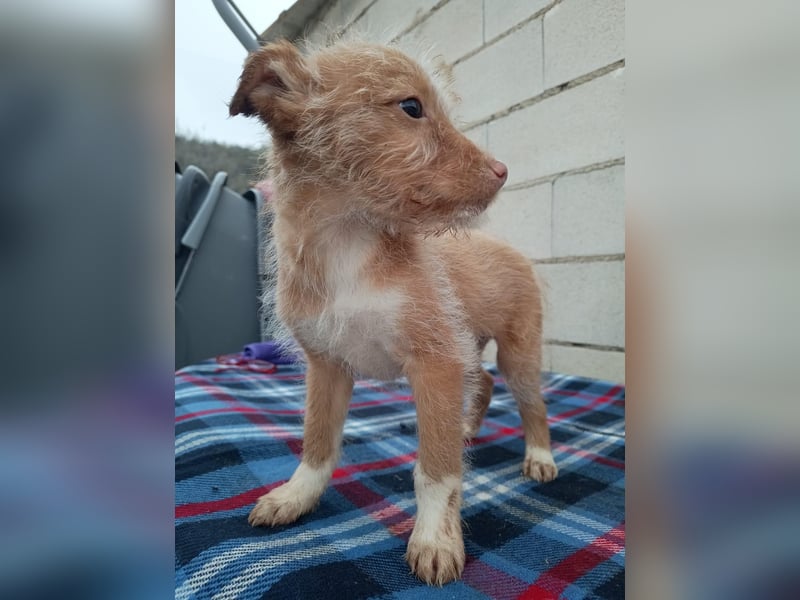 Carlos, ein kleiner Sonnenschein sucht seine Familie