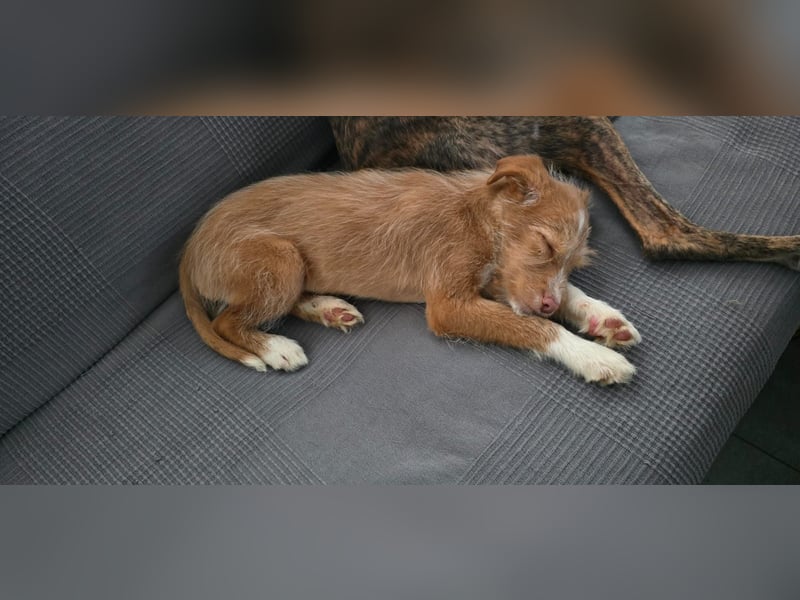 Carlos, ein kleiner Sonnenschein sucht seine Familie