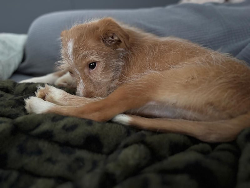 Carlos, ein kleiner Sonnenschein sucht seine Familie