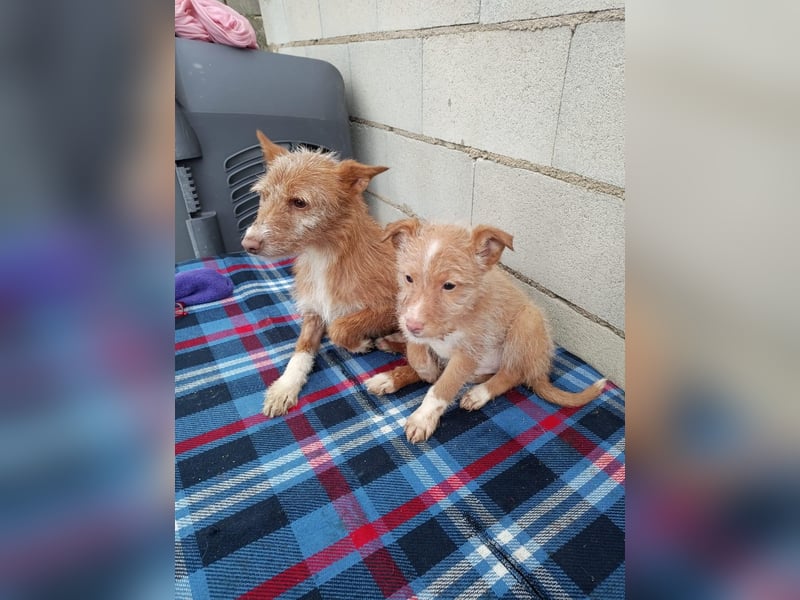 Carlos, ein kleiner Sonnenschein sucht seine Familie