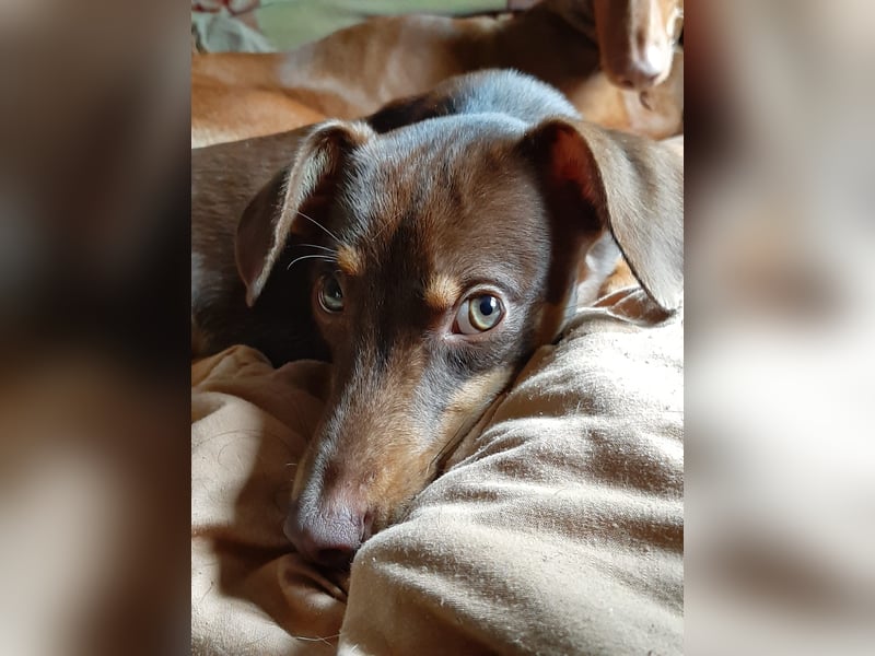 Pino, braucht einen Hundekumpel Pino, braucht einen Hundekumpel