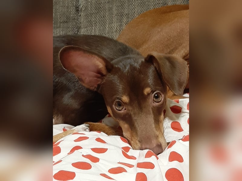 Pino, braucht einen Hundekumpel Pino, braucht einen Hundekumpel