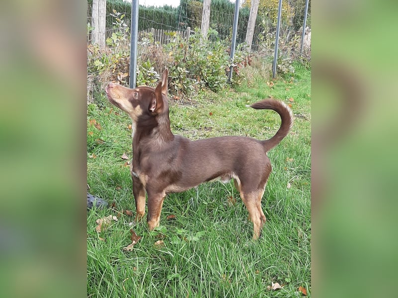 Pino, braucht einen Hundekumpel Pino, braucht einen Hundekumpel