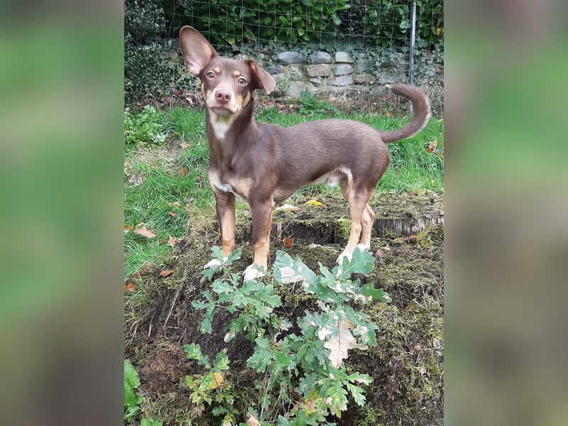 Pino, braucht einen Hundekumpel Pino, braucht einen Hundekumpel