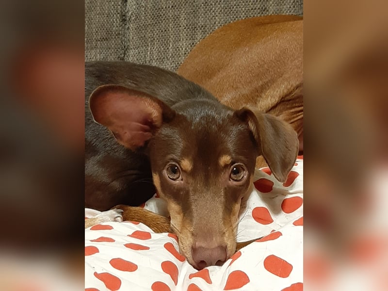 Pino, braucht einen Hundekumpel Pino, braucht einen Hundekumpel