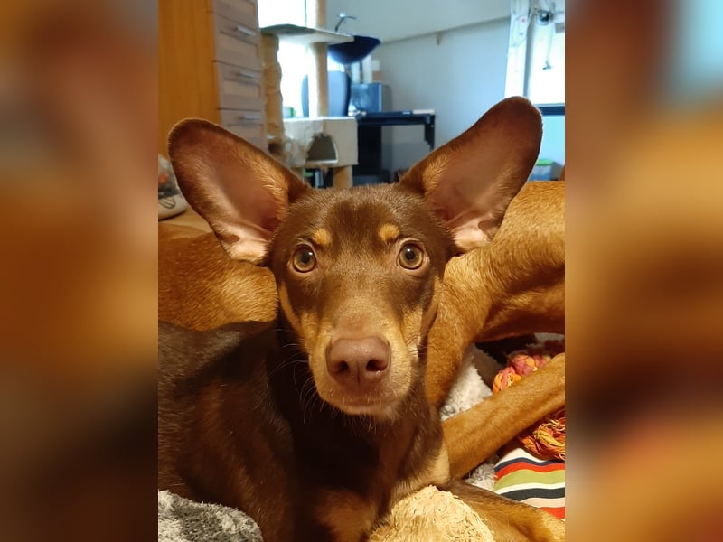 Pino, braucht einen Hundekumpel Pino, braucht einen Hundekumpel