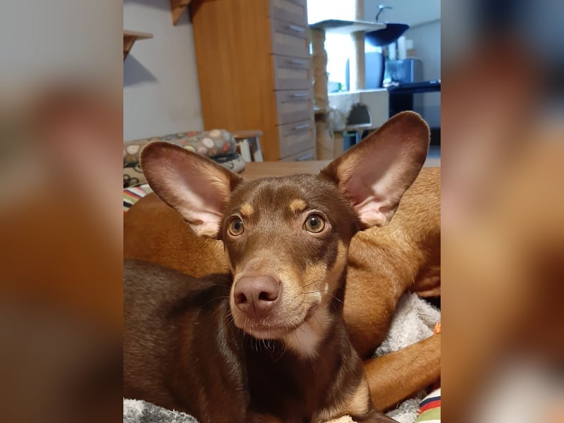 Pino, braucht einen Hundekumpel Pino, braucht einen Hundekumpel