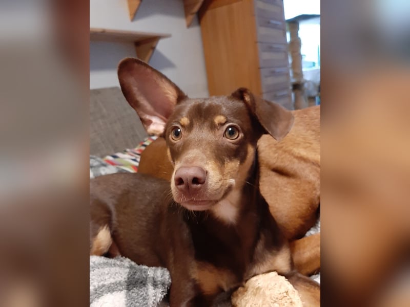 Pino, braucht einen Hundekumpel Pino, braucht einen Hundekumpel