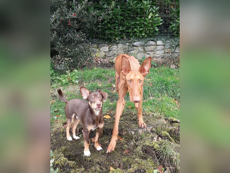 Pino, braucht einen Hundekumpel Pino, braucht einen Hundekumpel