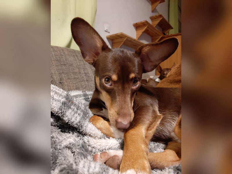 Pino, braucht einen Hundekumpel Pino, braucht einen Hundekumpel