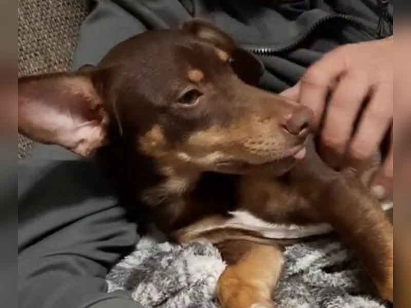 Pino, braucht einen Hundekumpel Pino, braucht einen Hundekumpel