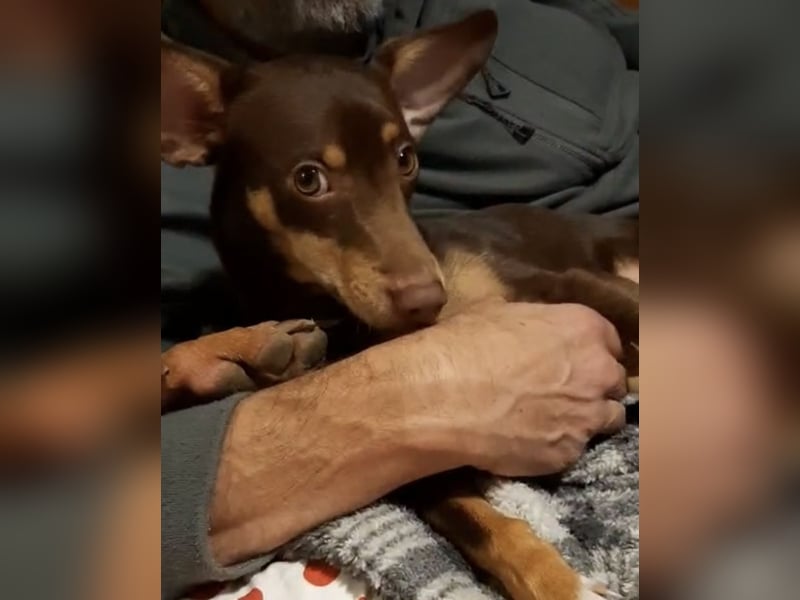 Pino, braucht einen Hundekumpel Pino, braucht einen Hundekumpel