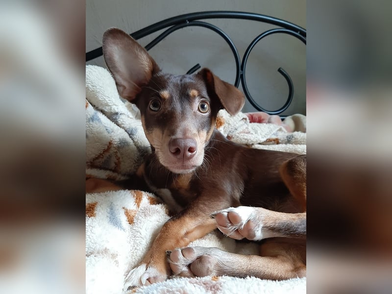 Pino, braucht einen Hundekumpel Pino, braucht einen Hundekumpel