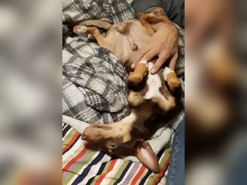 Pino, braucht einen Hundekumpel Pino, braucht einen Hundekumpel