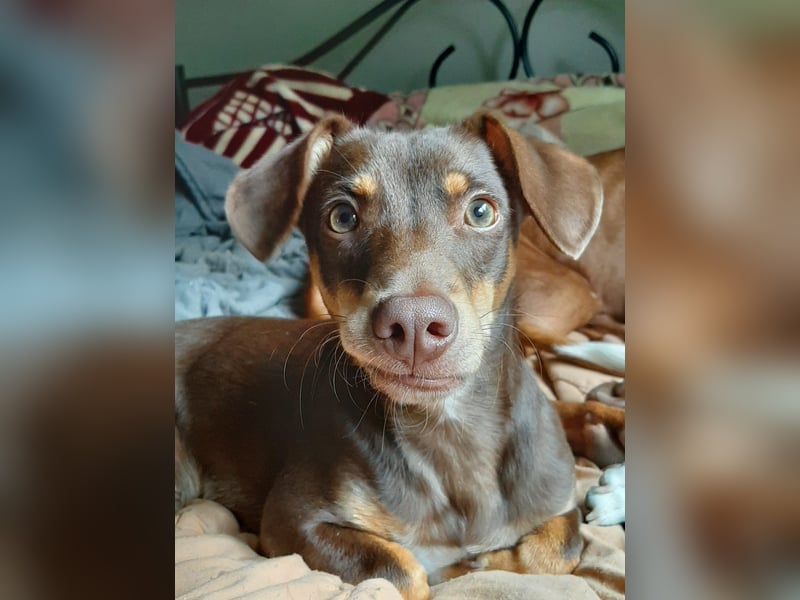 Pino, braucht einen Hundekumpel Pino, braucht einen Hundekumpel