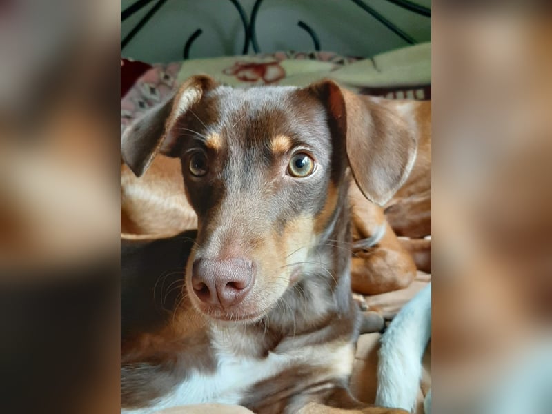 Pino, braucht einen Hundekumpel Pino, braucht einen Hundekumpel