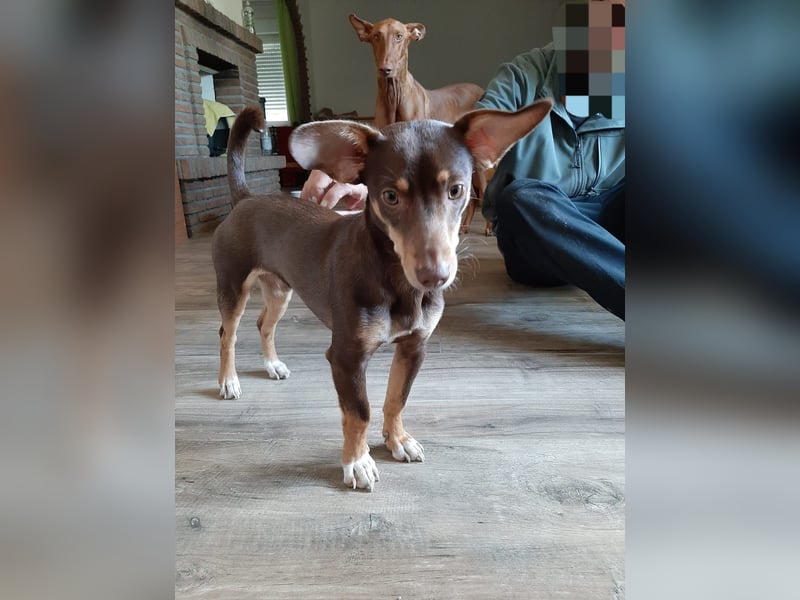 Pino, braucht einen Hundekumpel Pino, braucht einen Hundekumpel