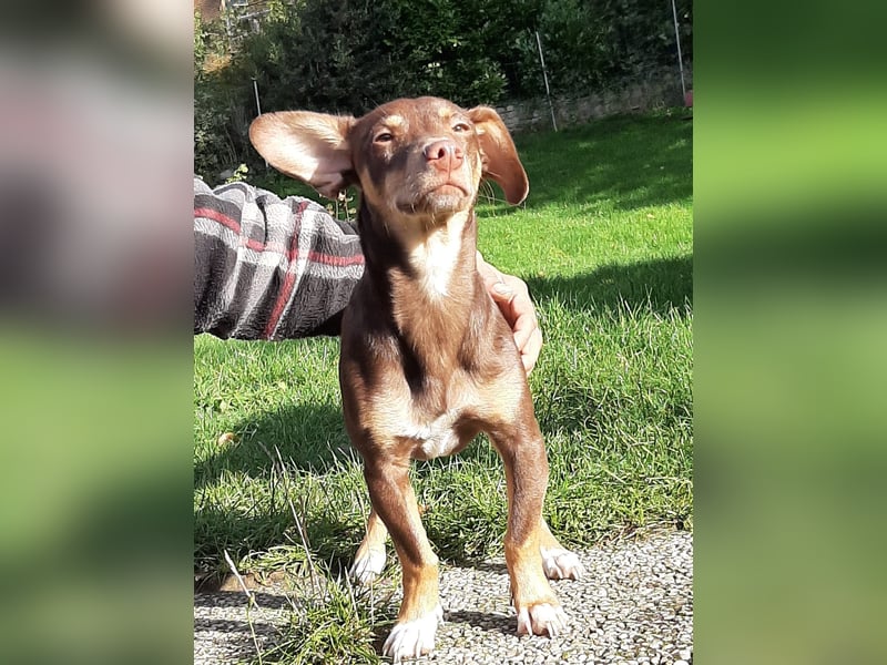 Pino, braucht einen Hundekumpel Pino, braucht einen Hundekumpel