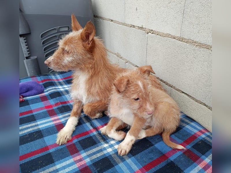 Carlos, bringt gute Laune ins neue Heim