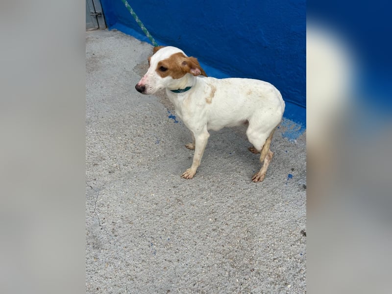 Ria, eine kleine zarte Podenca