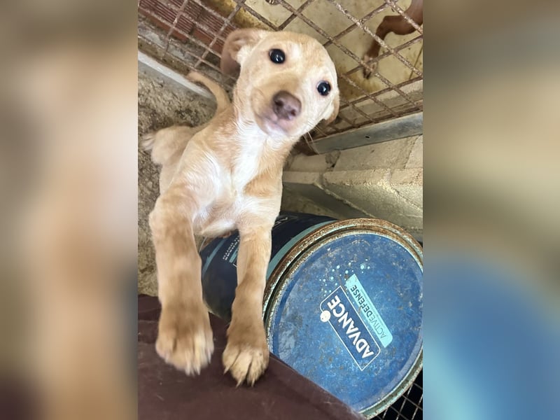 Puma, neugieriger Welpenbube ist bereit die Welt zu entdecken